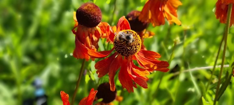 bilde av røde blomster